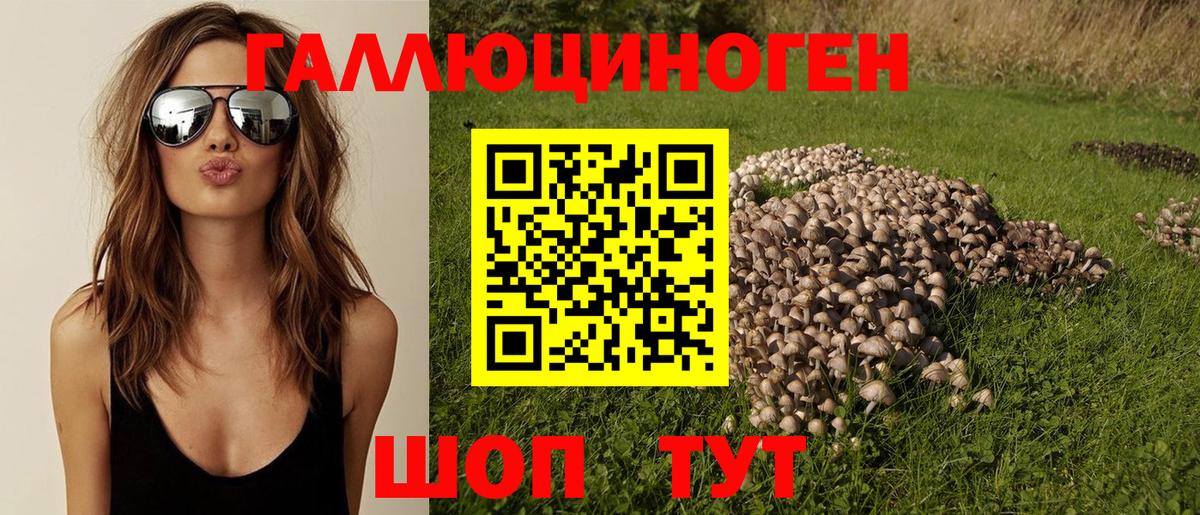 Псилоцибиновые грибы Psilocybine cubensis Кировск